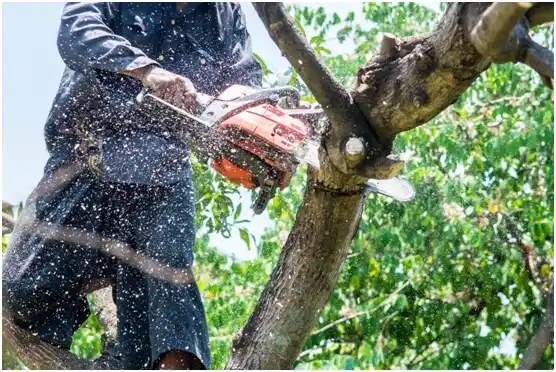 tree services Prairie Ridge